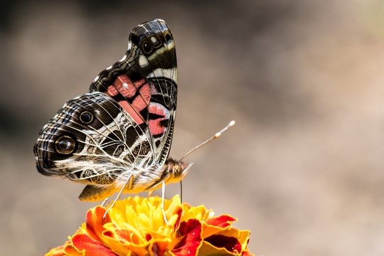 6c73dd69 9ab0 449e a9ec 94d0967d83c2